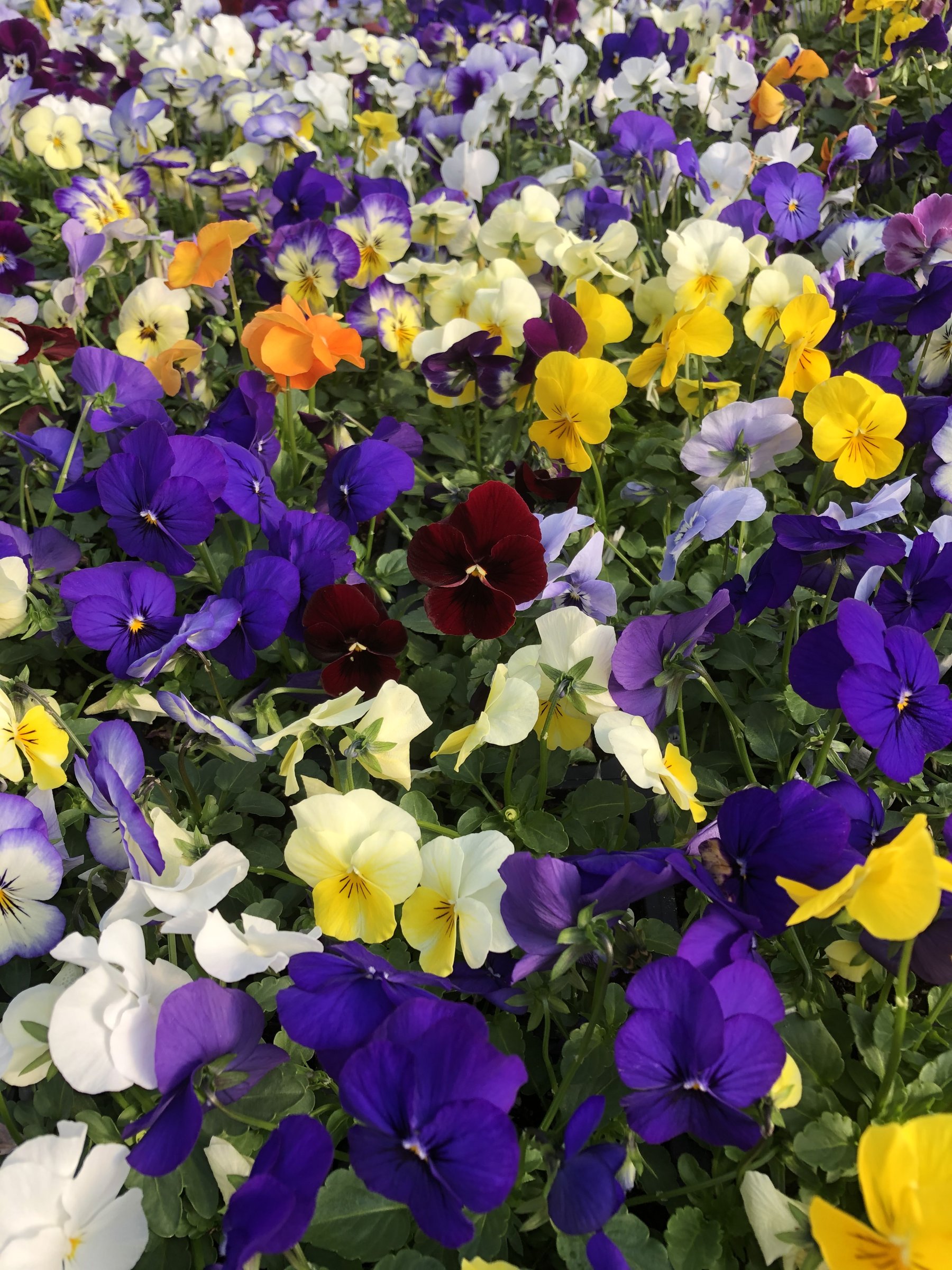 Penny Mix Lane Viola