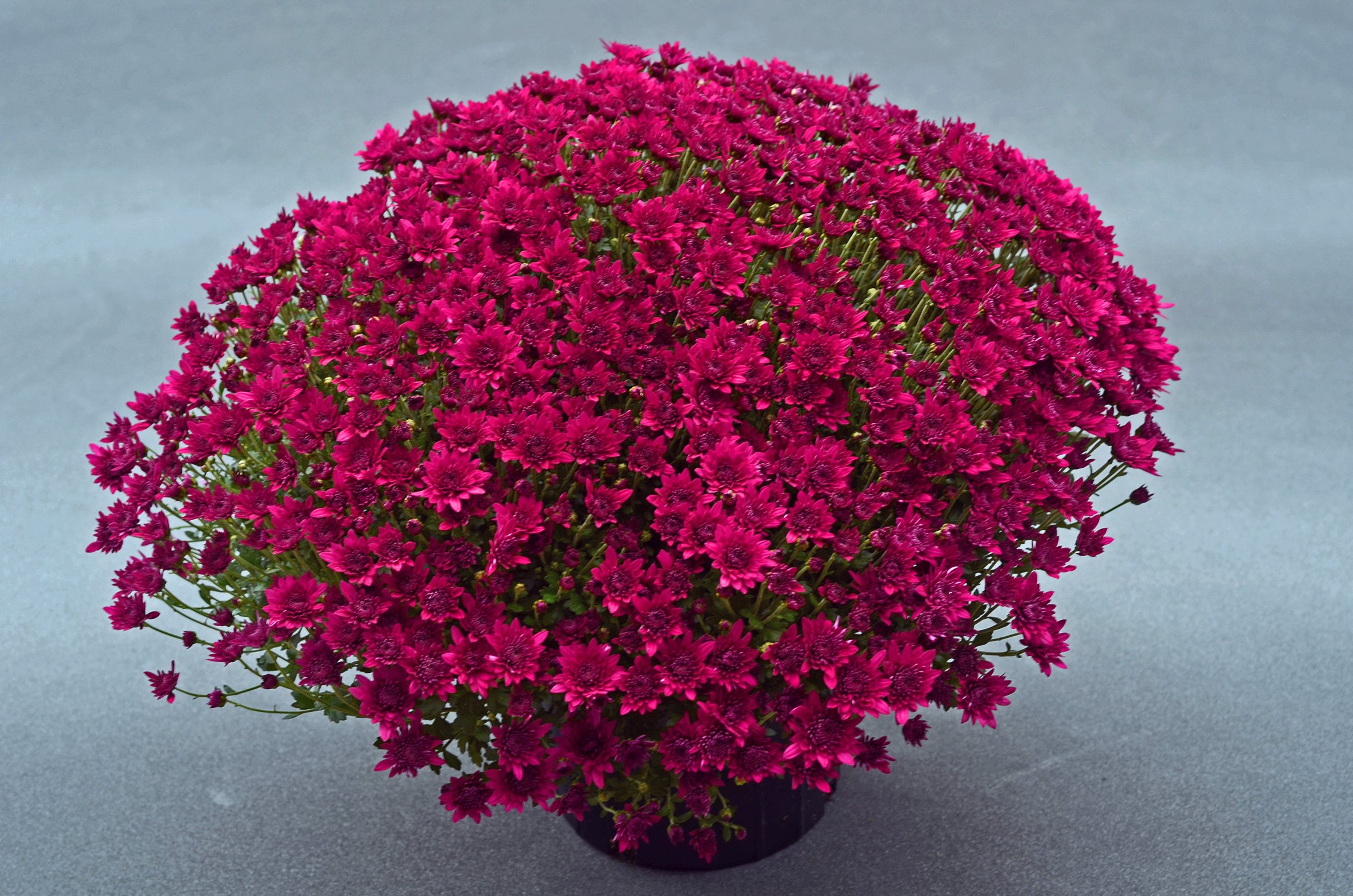 Majesty Purple Garden Mum