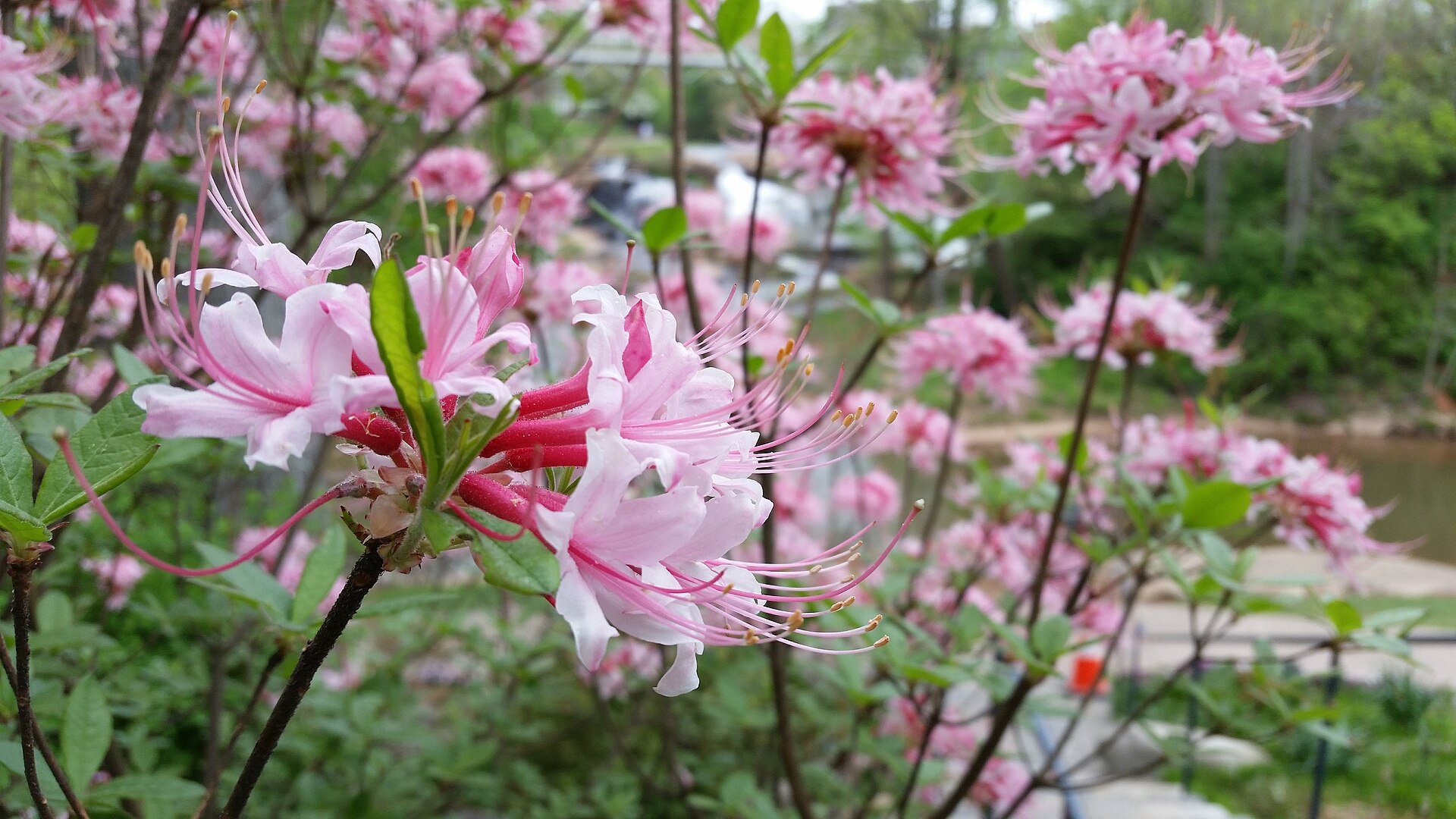 Abbey's Re-View - Azalea — species reference photo (photo EoRdE6, CC BY-SA 4.0, via Wikimedia Commons)